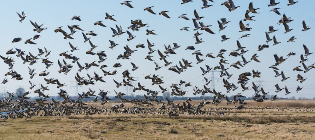Flock of birds in a field, illustrating invasive bird behavior