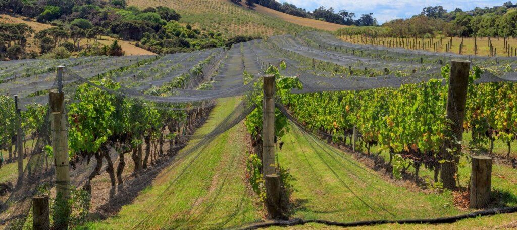 Vineyard protected by bird netting to prevent birds from damaging crops