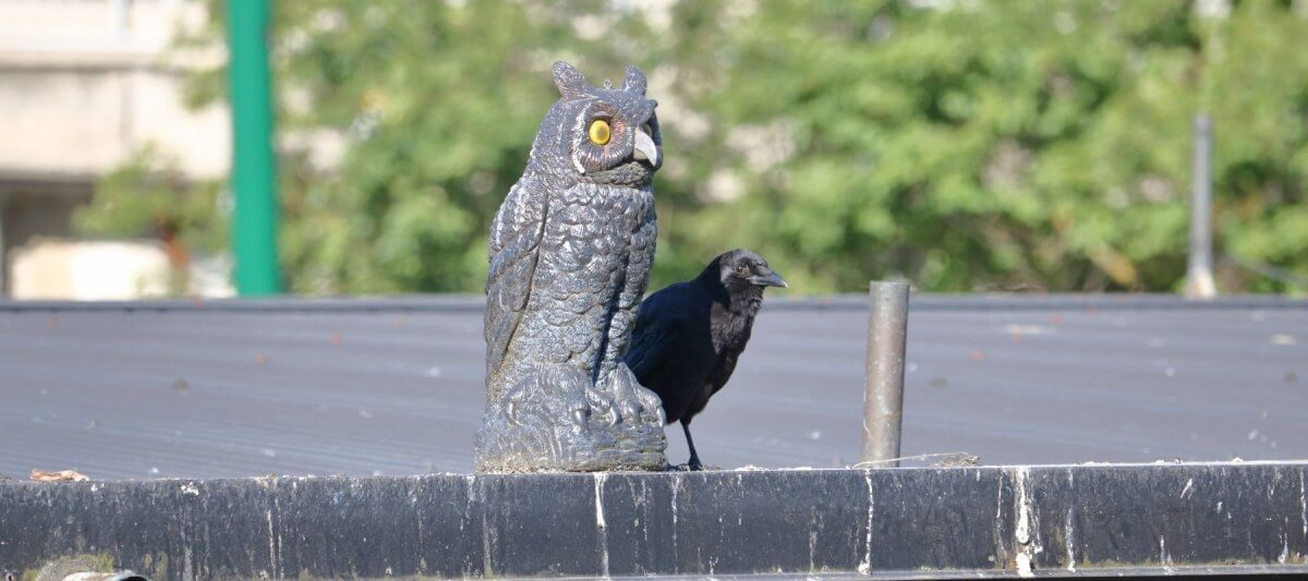 What Is the Best Bird Deterrent in 2024? The Ultimate Comparison Guide