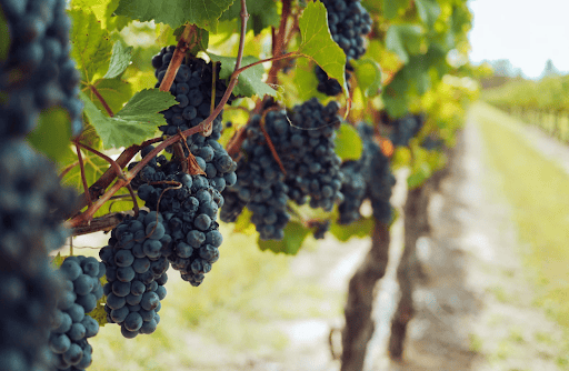 Gallo’s Innovative Use of Laser Bird Deterrent for Sustainable Farming