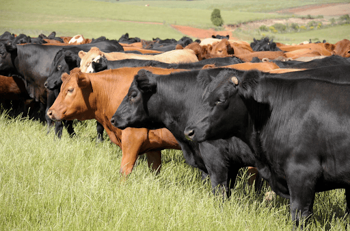 Avian Influenza spreads to Mammals