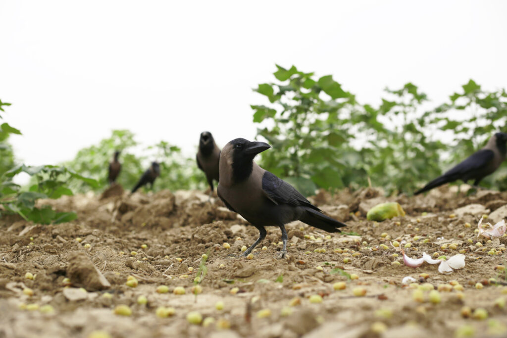 Crows eating cottons in a field 