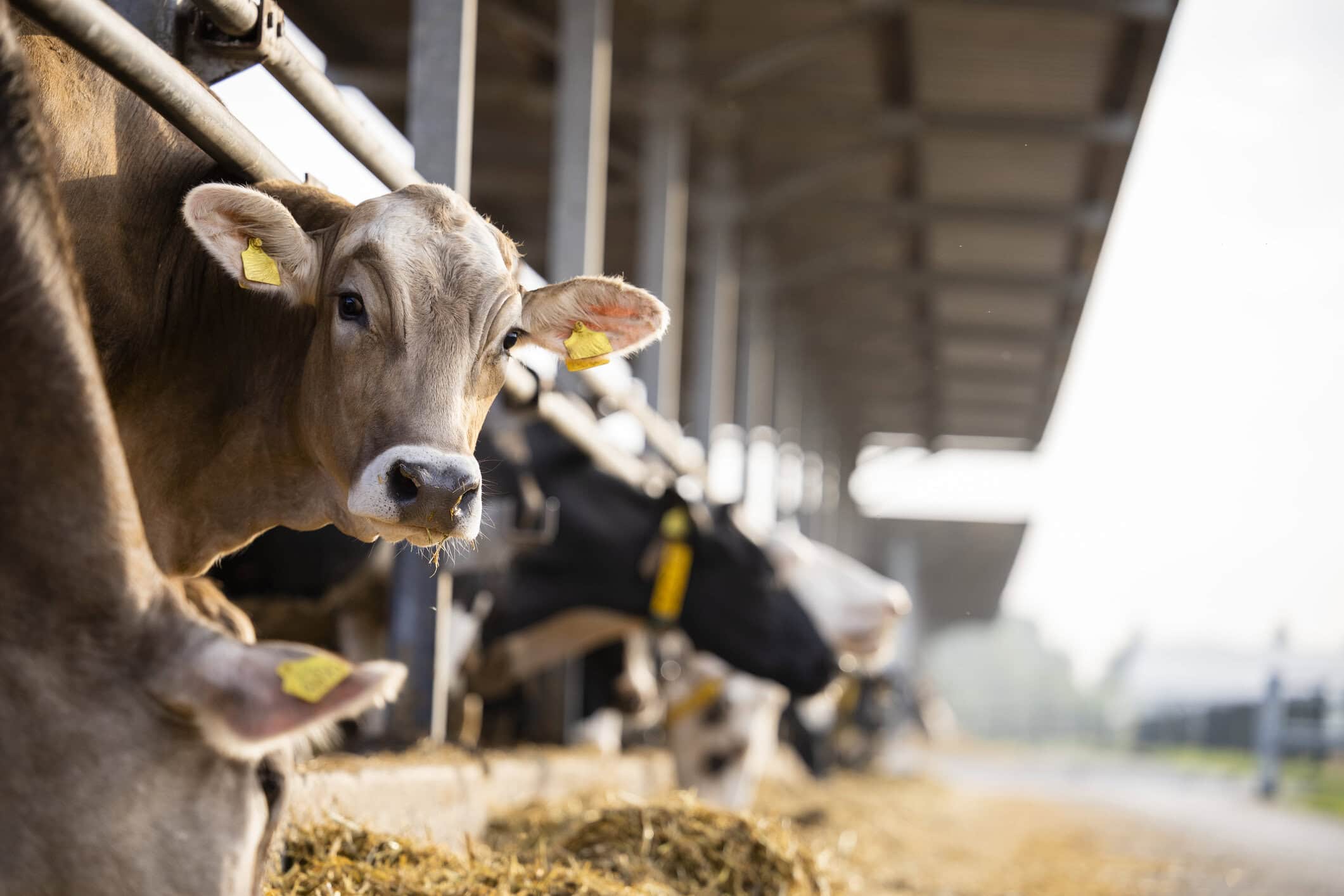 Cattle with yellow ear tags eating at a feed lane in an open-sided barn